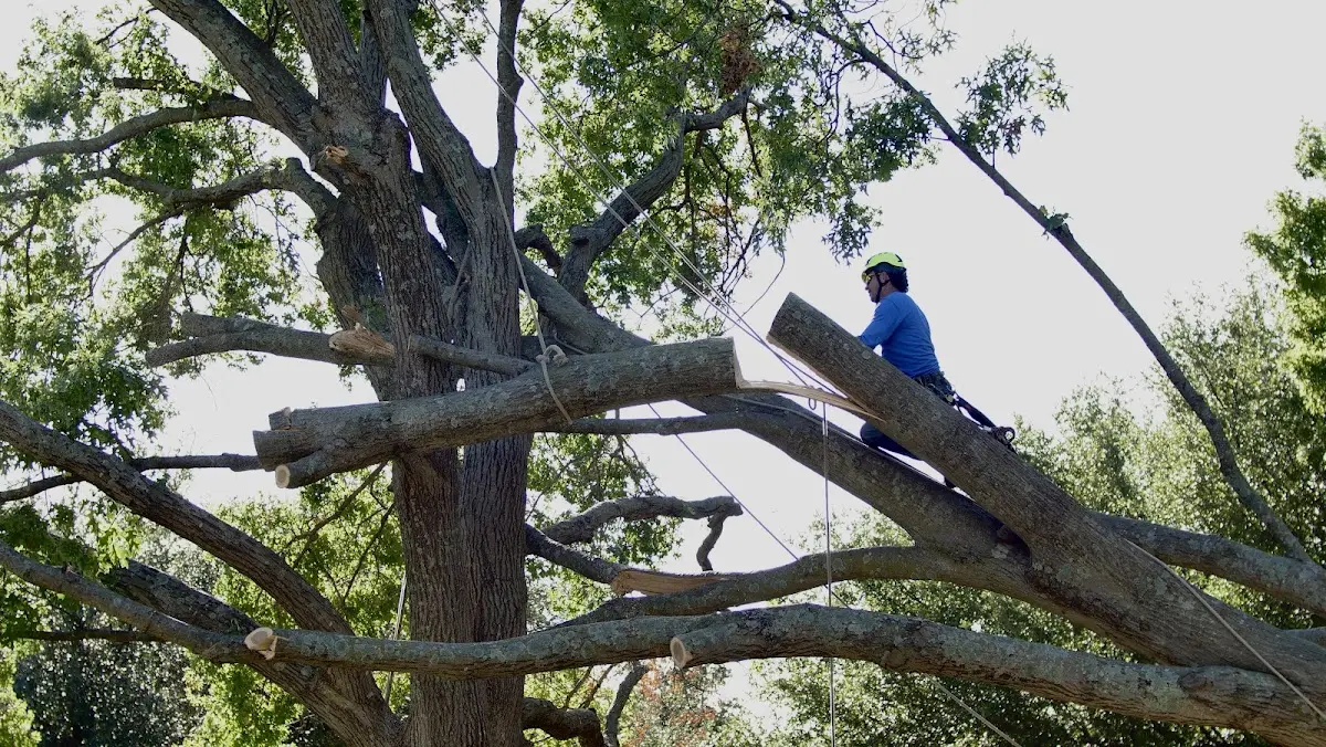 Professional Crown Thinning performed by certified arborists in Edward